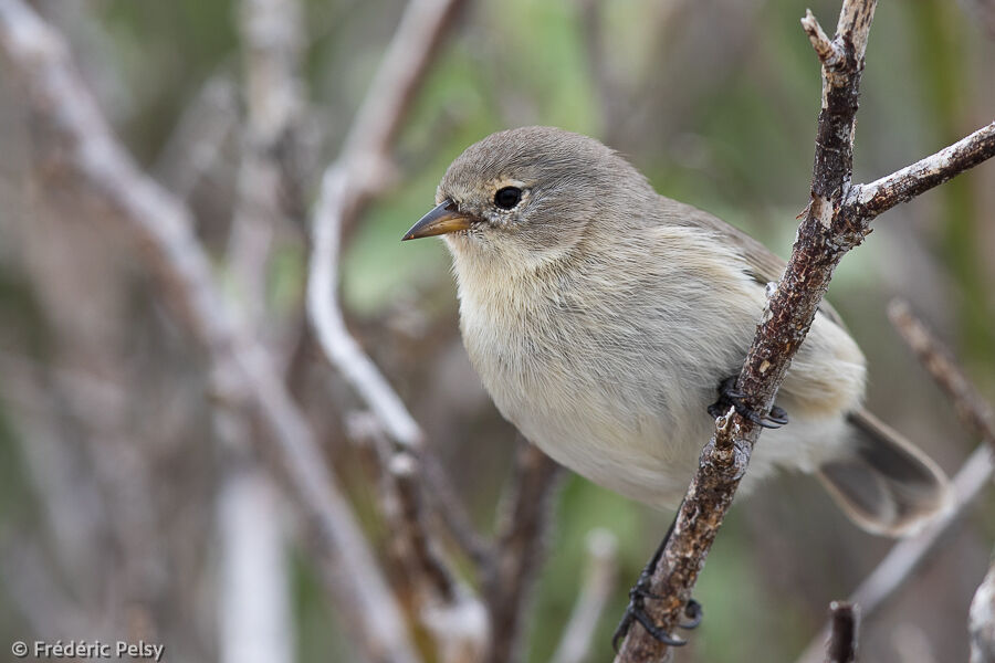 Grey Warbler-Finch