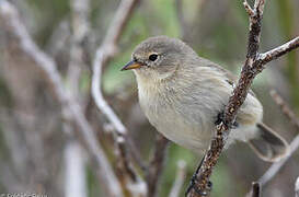 Grey Warbler-Finch