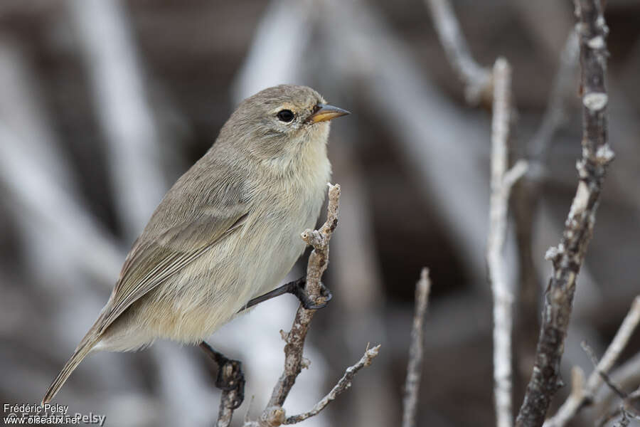 Grey Warbler-Finchadult, identification