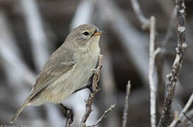 Grey Warbler-Finch