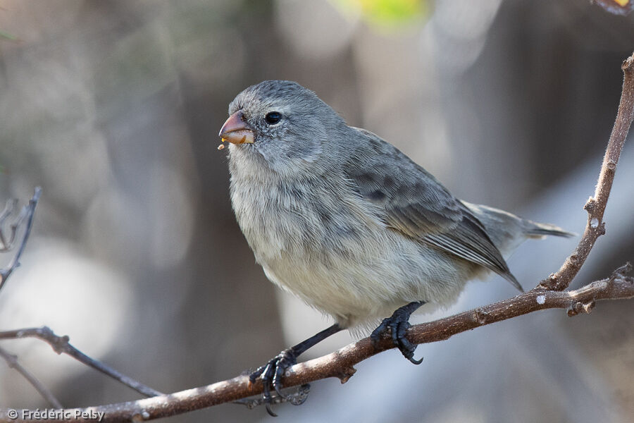 Small Tree Finch