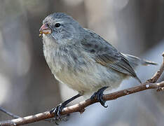 Small Tree Finch