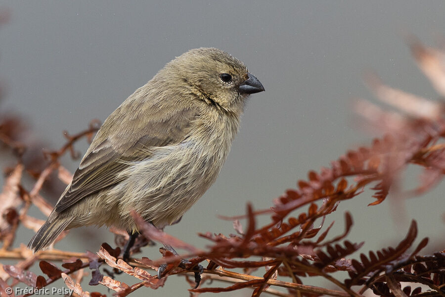 Small Tree Finch