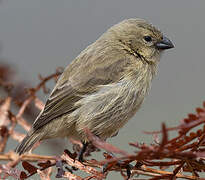 Small Tree Finch