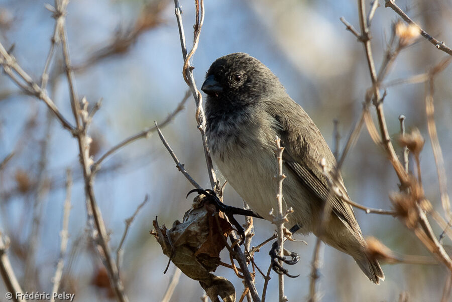 Small Tree Finch male