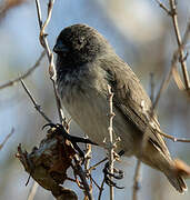 Small Tree Finch