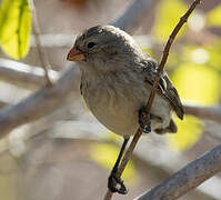 Small Tree Finch