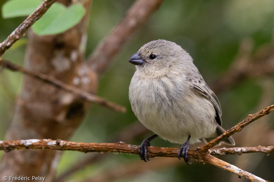 Small Tree Finch