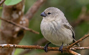 Small Tree Finch