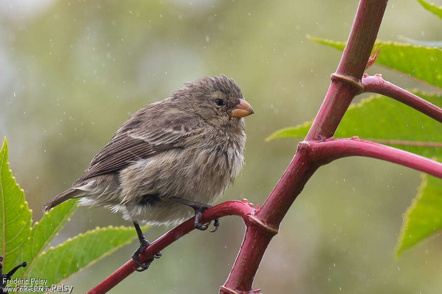 Medium Tree Finch female adult, identification