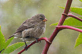 Medium Tree Finch