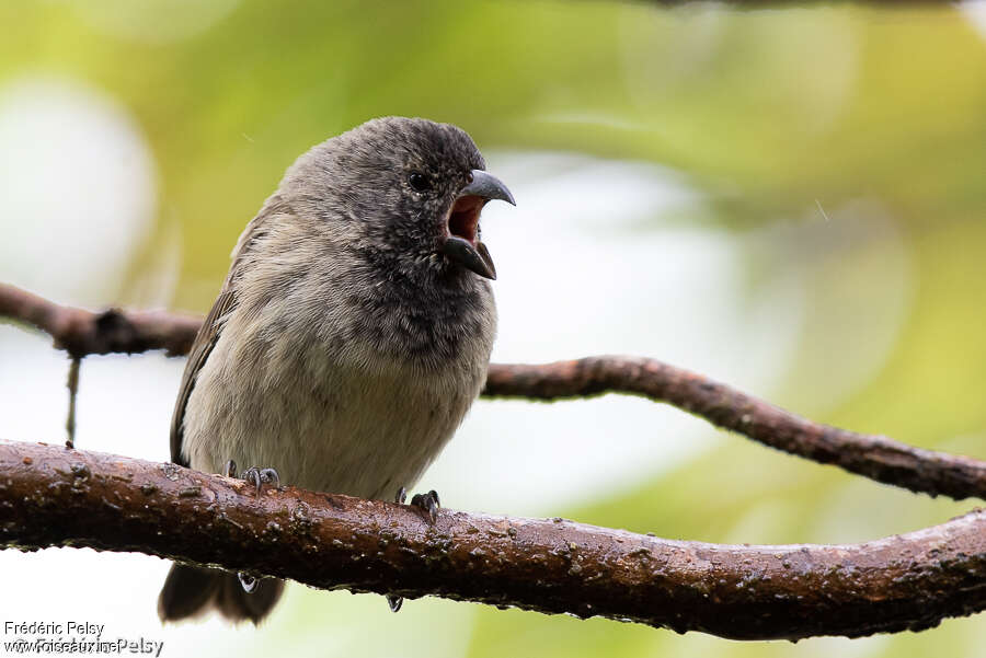 Medium Tree Finch male adult, close-up portrait