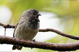 Medium Tree Finch