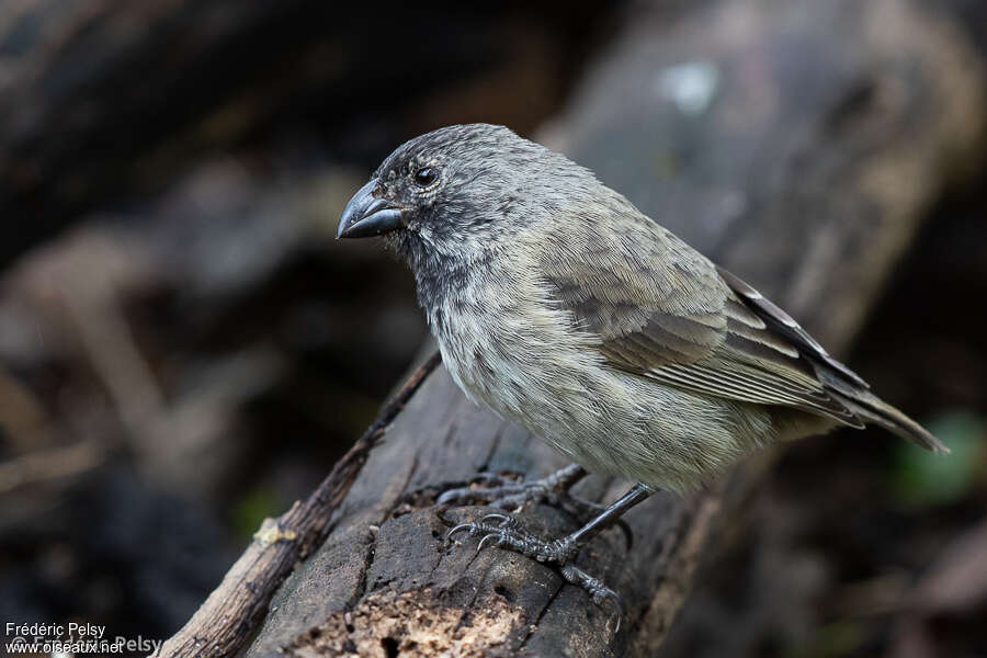 Géospize modeste mâle adulte, identification