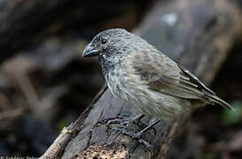 Medium Tree Finch