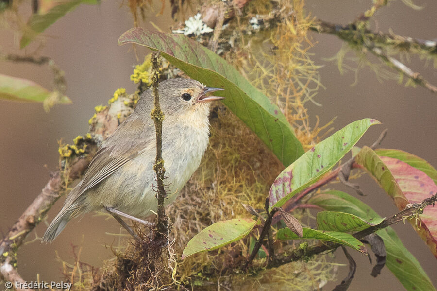 Green Warbler-Finch