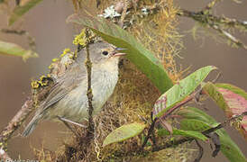 Green Warbler-Finch