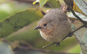 Green Warbler-Finch