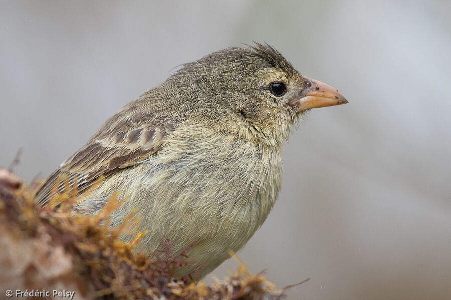 Woodpecker Finch