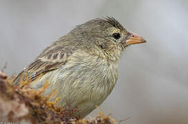 Woodpecker Finch