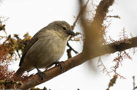 Woodpecker Finch