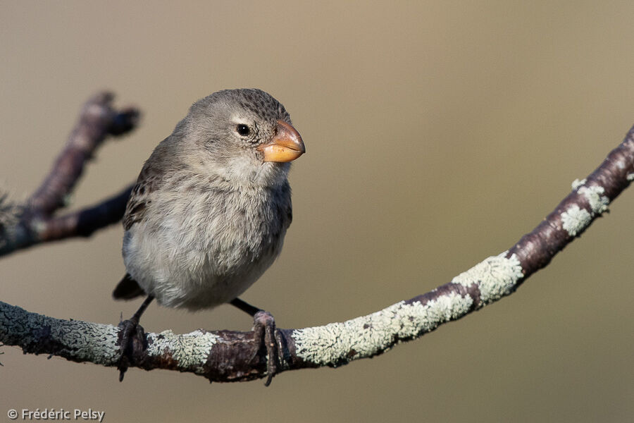 Large Tree Finch