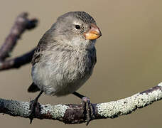 Large Tree Finch