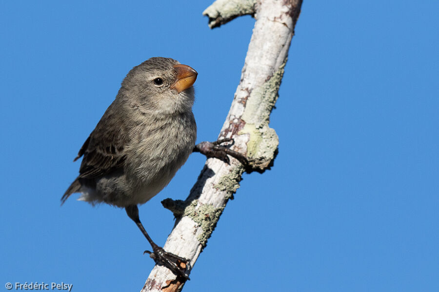 Large Tree Finch