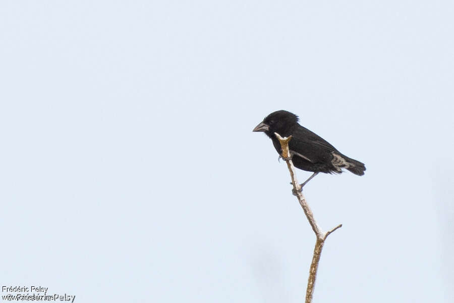 Géospize voisin mâle adulte, identification