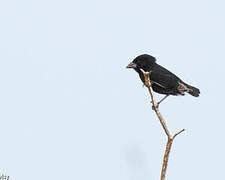 Genovesa Cactus Finch