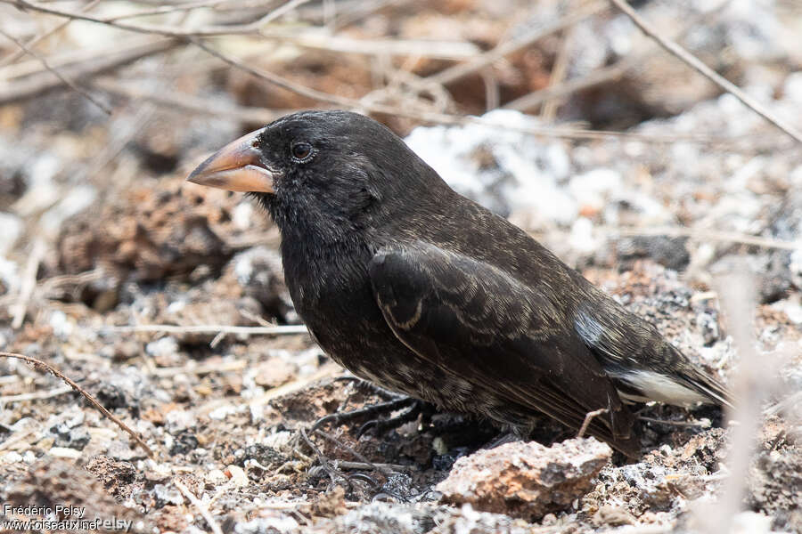 Genovesa Cactus Finch female adult, identification