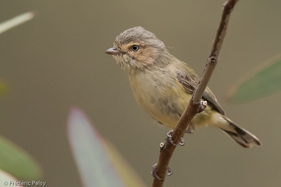 Weebill