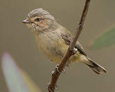 Weebill