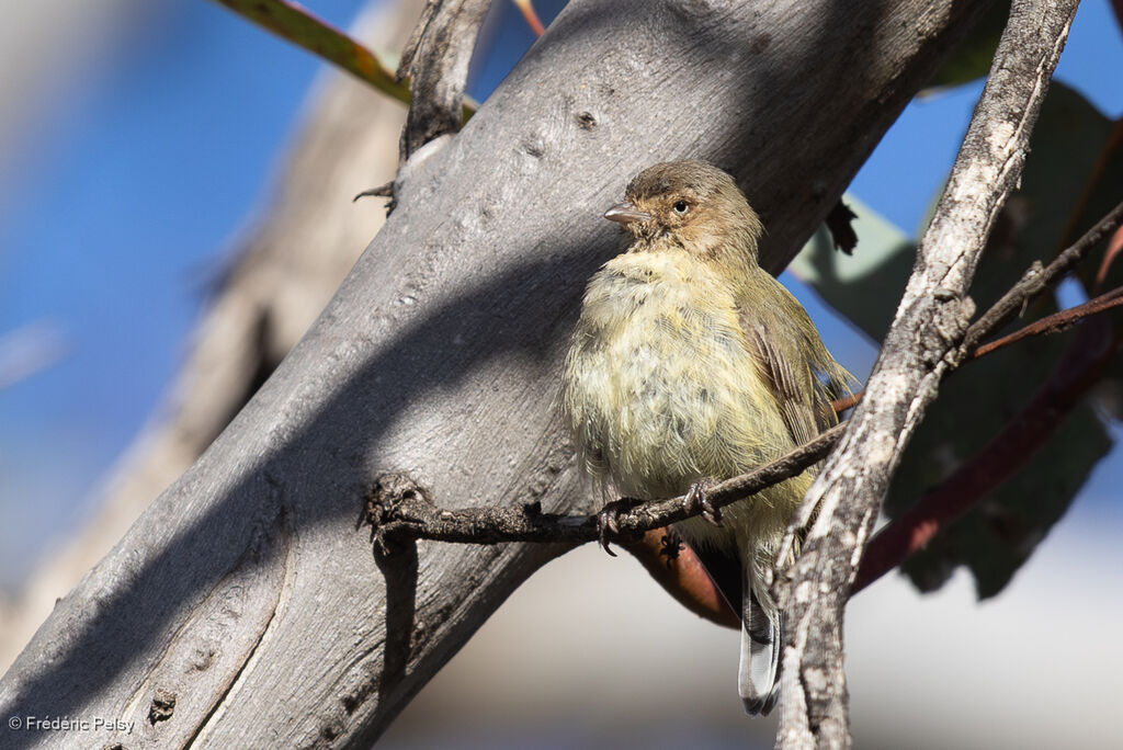 Gérygone à bec court - Séricorne à bec court<br />