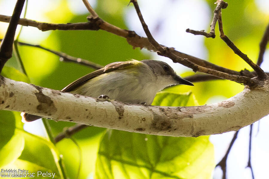 Green-backed Gerygone