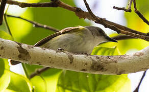 Green-backed Gerygone