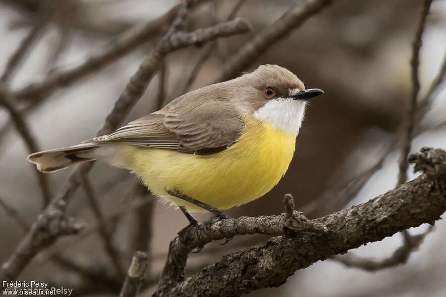 White-throated Gerygone, identification