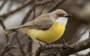 White-throated Gerygone