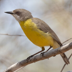 Gérygone à gorge blanche
