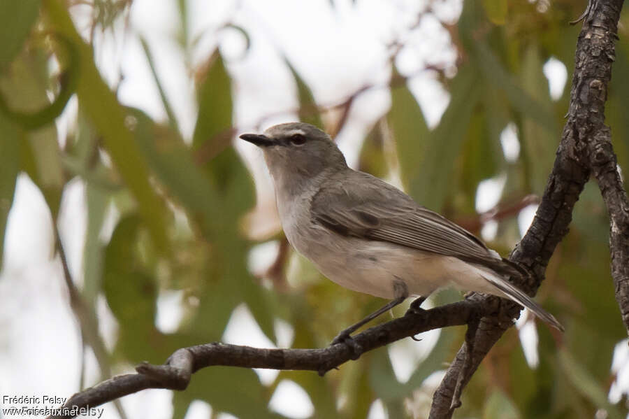 Western Gerygone