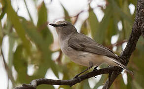 Western Gerygone