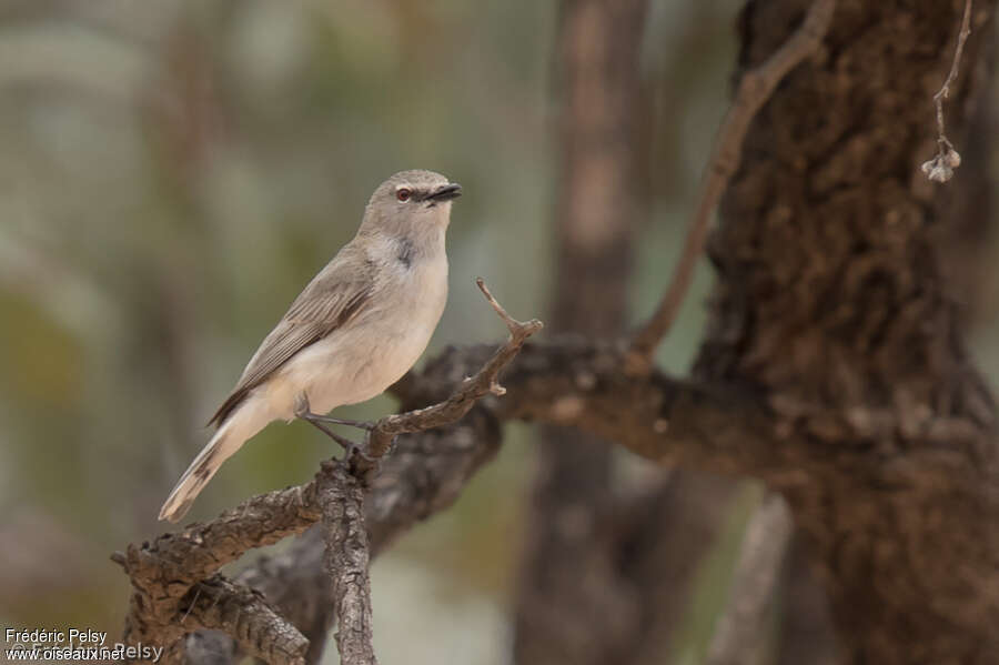 Western Gerygone