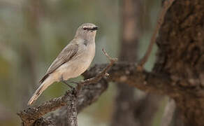 Western Gerygone