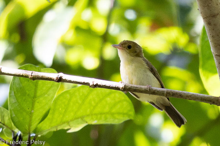 Yellow-bellied Gerygone