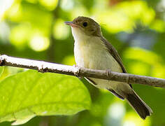 Yellow-bellied Gerygone