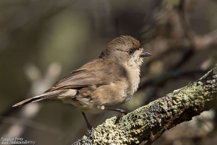 Gérygone blanchâtre, identification