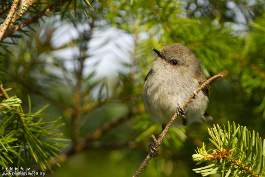 Grey Gerygoneadult, Behaviour