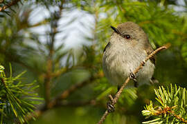 Grey Gerygone