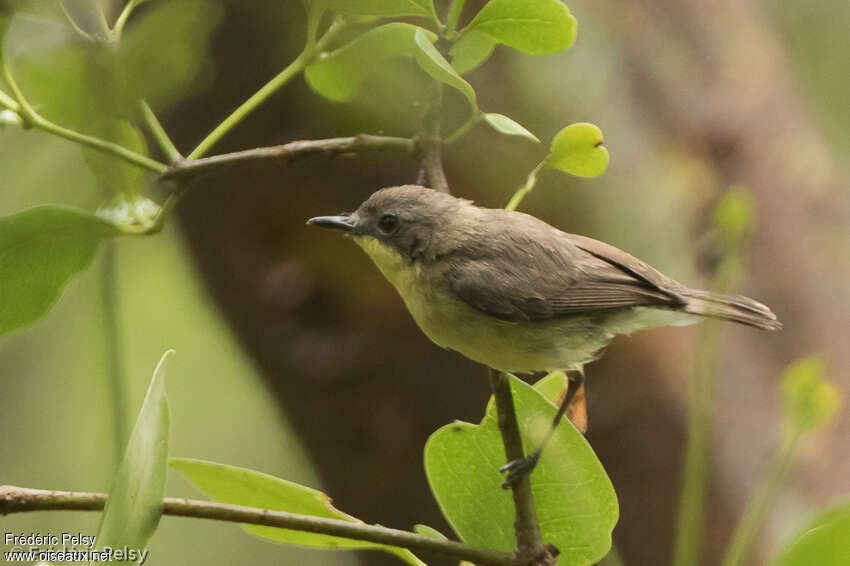 Gérygone soufréeadulte, identification