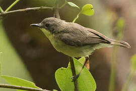 Golden-bellied Gerygone